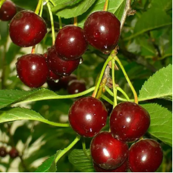 Саженцы вишни Малятко