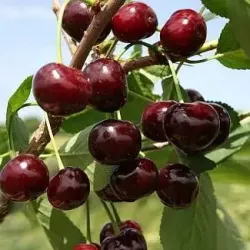 Саженцы вишни Шалуния