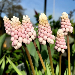 Мускарі Pink Sunrise