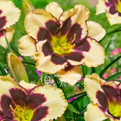 Лілейник Celebration Of Angels