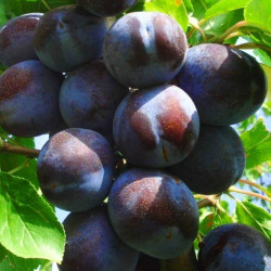 Саженцы сливы Блю Фри