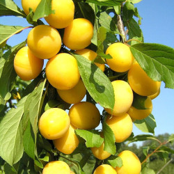 Саженцы сливы Мирабель