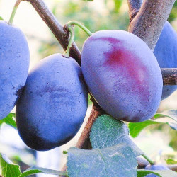 Саженцы сливы Чачакской ранней