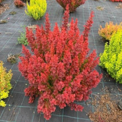 Барбарис Neon (Неон)