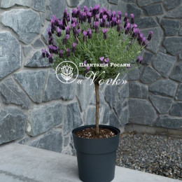 Лаванда штамбова Anouk Dark Purple