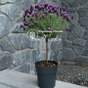 Лаванда штамбова Anouk Dark Purple