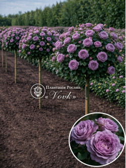 Саджанці троянди Принцеса Каорі на штамбі