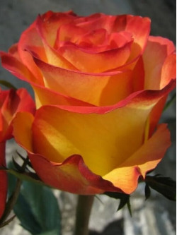 Саджанці троянди Вищий Світ на штамбі