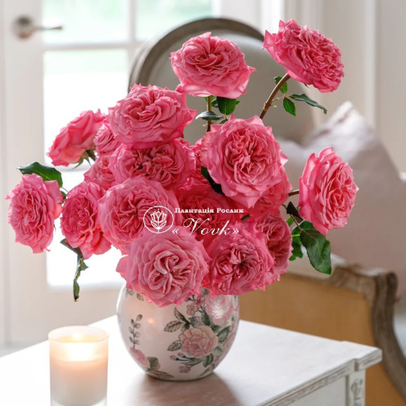 Саджанці троянди  Ешлі