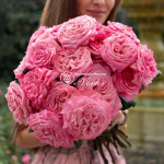 Саджанці троянди  Ешлі