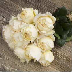 Саженцы розы Крем Пьяже