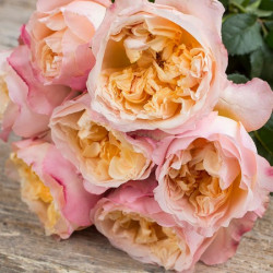 Саженцы розы Викториан Секрет