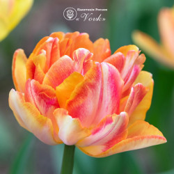 Цибулини тюльпану Foxy Foxtrot