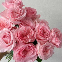 Саджанці троянди Пінк Охара