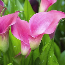 Луковицы калл Captain Cheerio