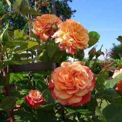 Саджанець троянди Алоха