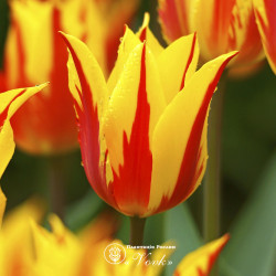 Тюльпан Firework Тюльпан Firework