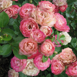 Троянда Акрополіс Троянда Акрополіс