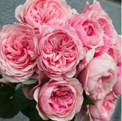 Саженцы розы Викториан Пинк