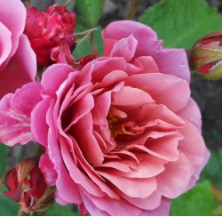 Саженцы розы Аой