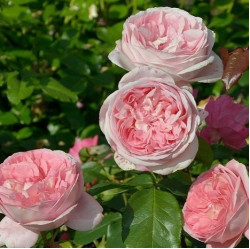 Саджанці троянди Вояж