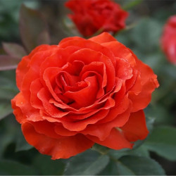 Саженцы розы Эль Торо