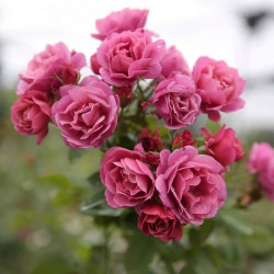 Саджанці троянди Аой