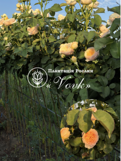 Роза Джульетта штамб