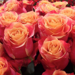 Саджанці троянди Три-Д (3D)