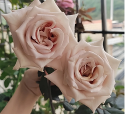 Саженцы розы Арт Латте