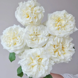 Саджанці троянди Вайт Ешлі