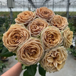 Саджанці троянди Теддіс