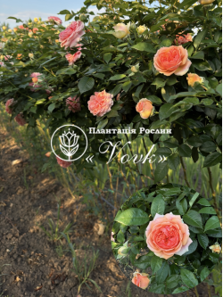 Саджанці троянди Чіпендейл на штамбі