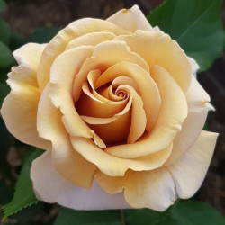 Саджанці троянди Хані Діжон