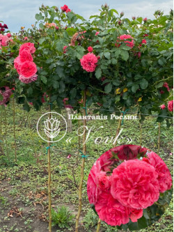 Саженцы розы Розариум Ютерзен на штамбе