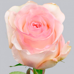 Саженцы розы Сеньорита