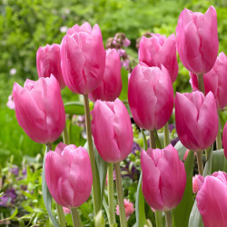 Луковицы тюльпана Jumbo Pink