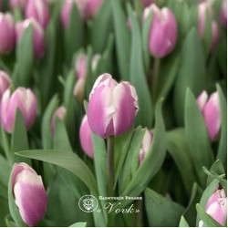 Луковицы тюльпана Librije