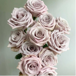 Саженцы розы Мента