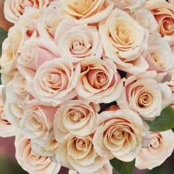 Саджанець троянди Мон Перл