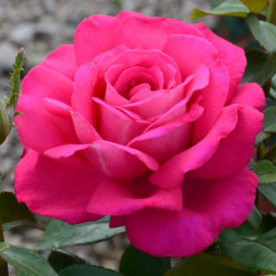 Саженцы розы Веласкес