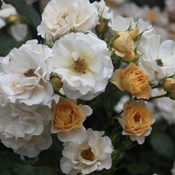 Троянда Па де Де