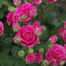 Саженцы розы Бейби Кримсон