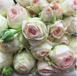 Саджанці троянди Порселейн Лейс