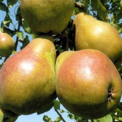 Груша Яблунівська