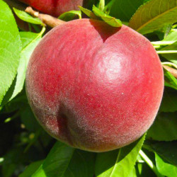 Саджанці персика Спрінг Леді