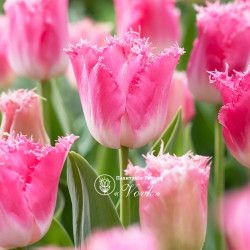Цибулини тюльпану Fancy Frills