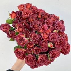 Саджанець троянди Чокочіно