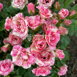 Саженцы розы Пинк Флеш