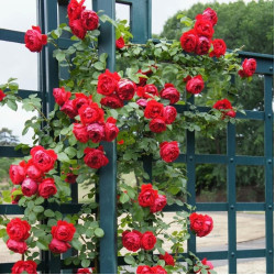 Саженцы розы Ерік Таберлі